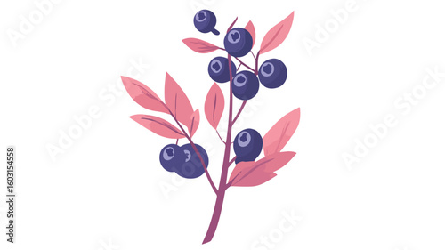 Fresh Bilberry Cluster with Leaf on Branch for Healthy Eating Concept