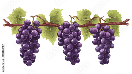 Luscious Purple Grapes Bunch Hanging and Growing on Branch