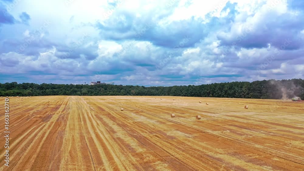 Golden Field Under Cloudy Sky: An expansive panorama of a harvested field, bathed in golden sunlight, is framed by a dramatic sky and distant woodlands.