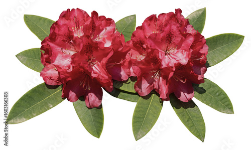 Photos Fleurs de rhododendron rouge