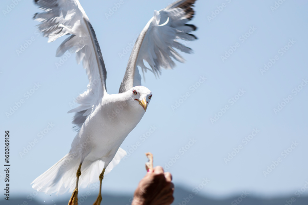 Fototapeta premium A seagull in flight and human hand with food.