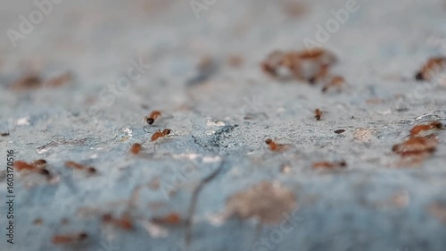A group of red ants walking on the wall in the afternoon. Selective focus