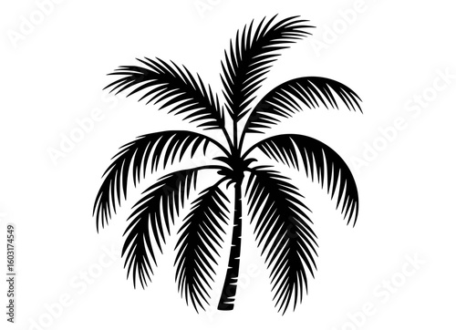 Black silhouette of a tropical palm tree with feathery fronds vector
