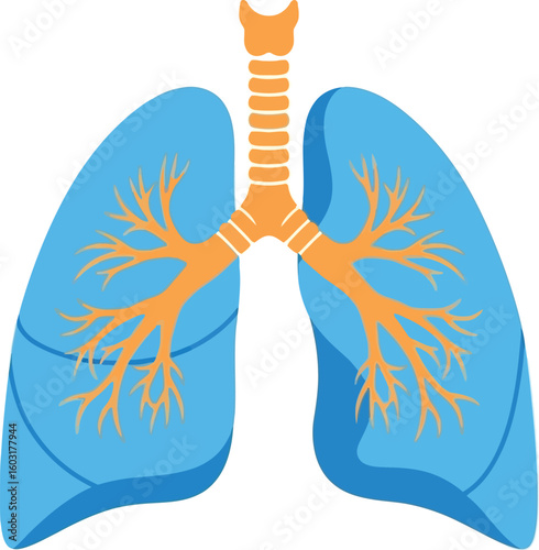 Illustration of human lungs with trachea and bronchi in blue and orange on white background