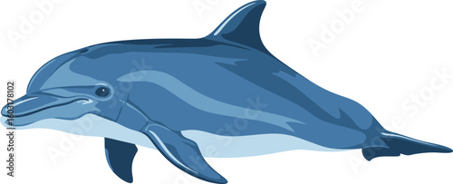 Illustration of a blue dolphin with a dorsal fin and pectoral fins on a white background