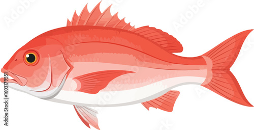 Illustration of a red snapper fish with detailed fins and scales on a white background