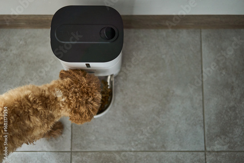 A fluffy and adorable dog happily enjoying its delicious meal from a stylish automated food dispenser in the kitchen