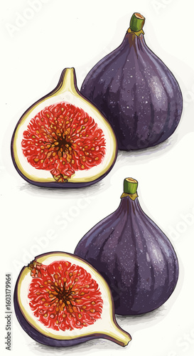 Colored Chalk Illustration of Fig Collection – Artistic Fruit Set for Organic Product Labels, Packaging, and Kitchen Decor