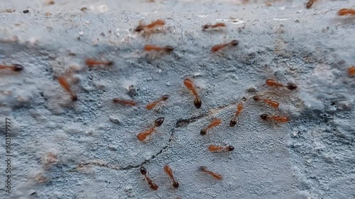 A group of red ants walking on the wall in the afternoon. Macro