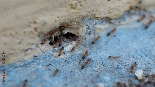 A group of red ants walking on the wall in the afternoon. Selective focus