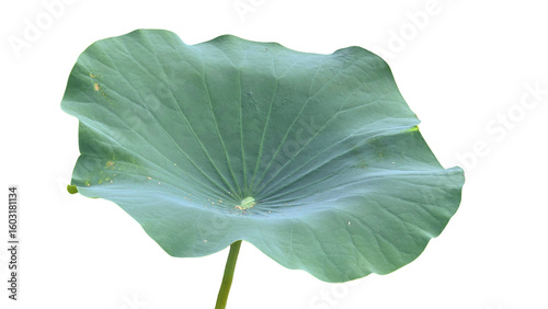 Photos Lily Pad Leaf PNG