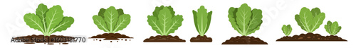 Green lettuce plants growing at various stages in soil, set, lettuce in soil