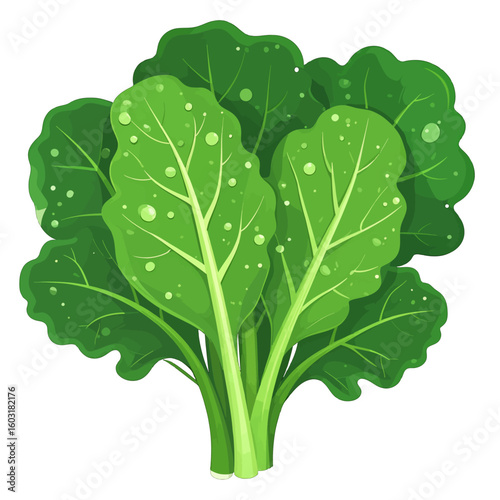 Fresh Green Kale Bunch Illustration