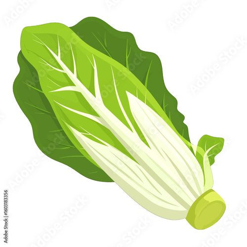 Fresh Bok Choy Isolated On White Background