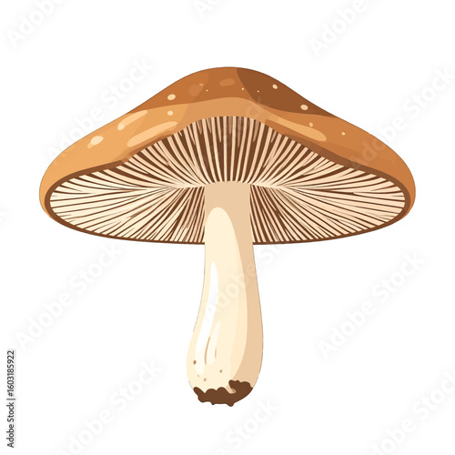Detailed Illustration Of Brown Mushroom