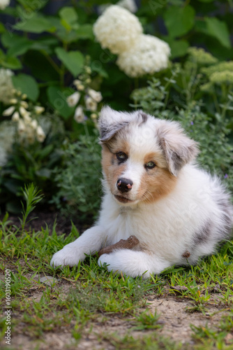 Australian Shepherd Puppy Outside in Garden