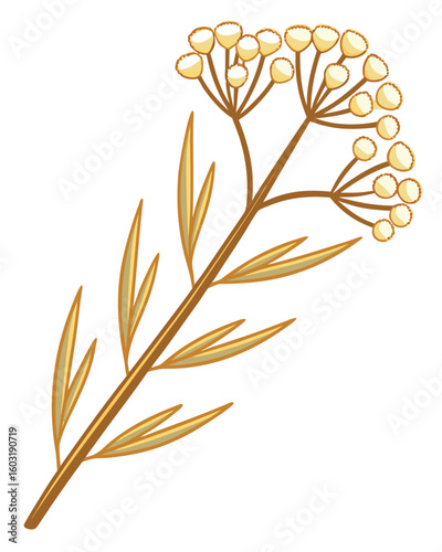 Elegant Tanacetum Vulgare Illustration with Detailed Botanical Elements on White Background Vector Graphic