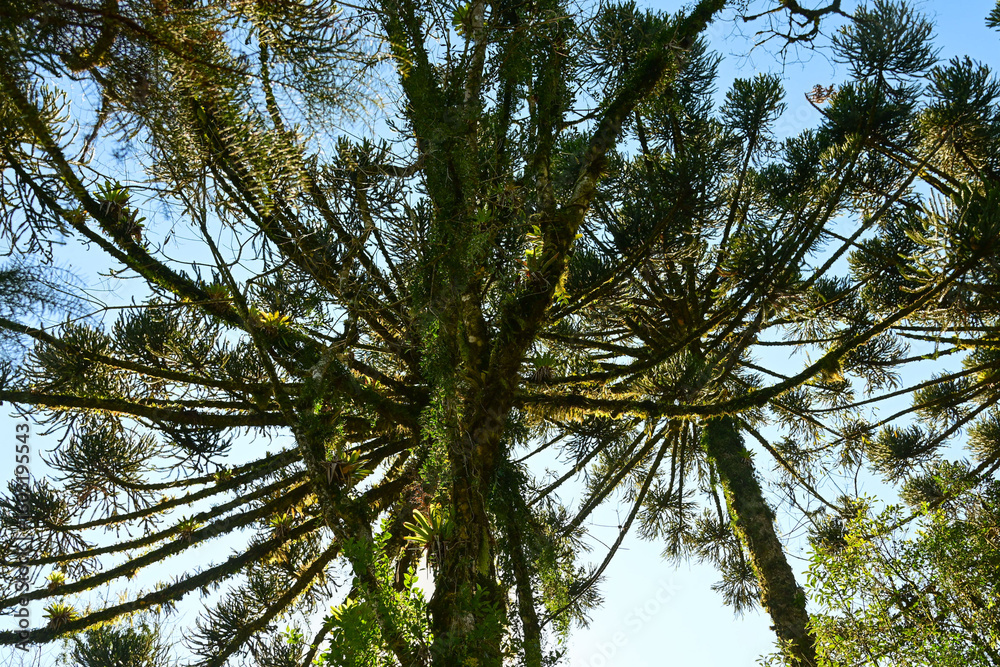 Fototapeta premium araucaria trees seen from below