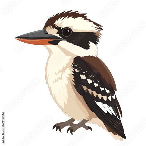 Kookaburra Illustration