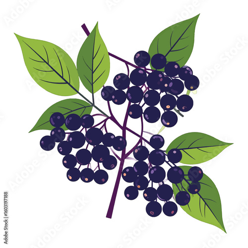 Colorful Elderberry Branch Illustration