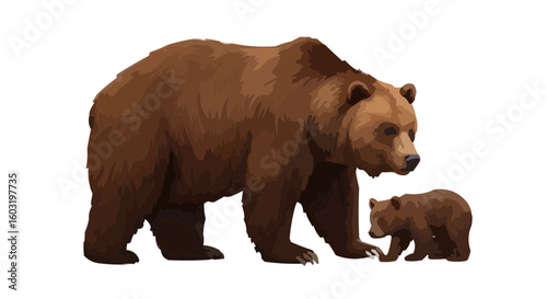 brown bear on a white background