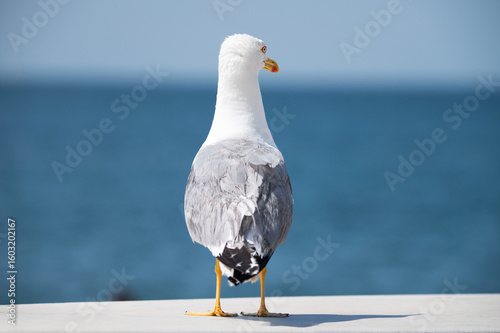 A seagull standing with its back to the camera, gazing at the blue sea under a clear sky. A summer coastal scene with a contrast of white feathers and turquoise water.