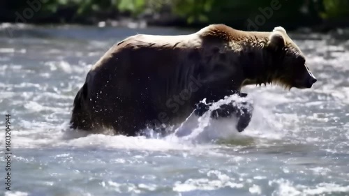 Grizzly bear wading in a river