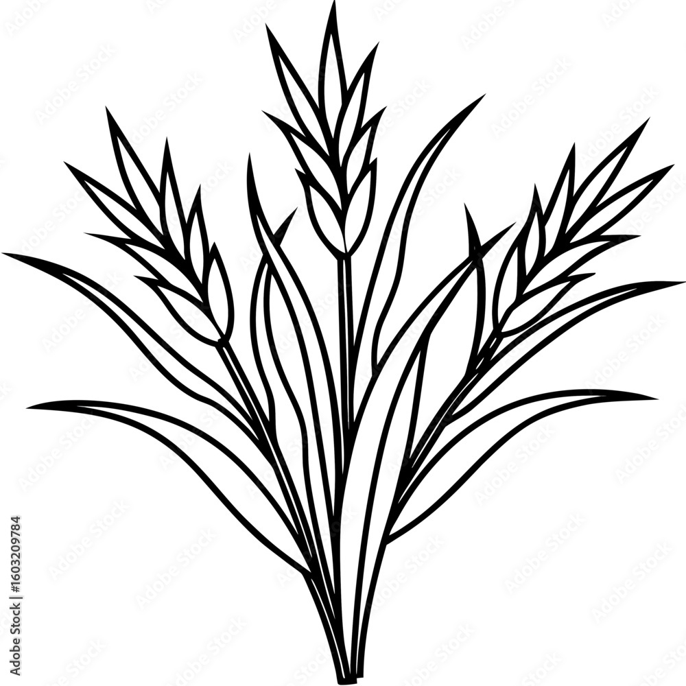 Obraz premium Black and White Vector Illustration of Poa Pratensis Three Stalks with Blades of Grass meadow grass wheat