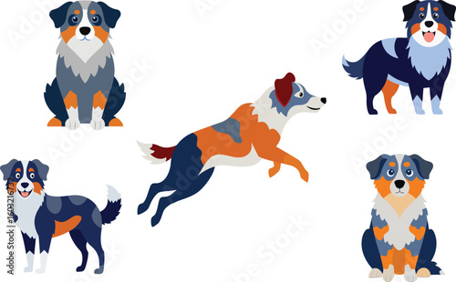 Australian Shepherd Dog Vector Illustration