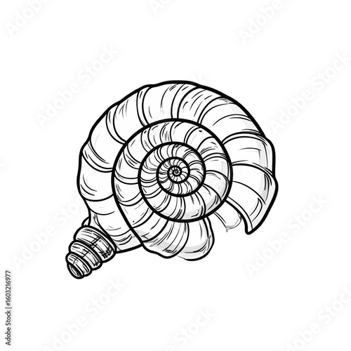 Detailed Line Drawing Of A Spiral Shell