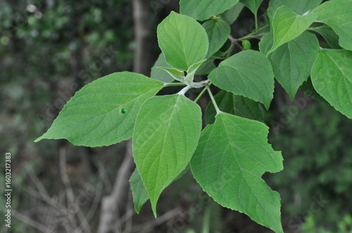 Wallpaper Mural Close-up of leaves and stem of Clerodendrum trichotomum Torontodigital.ca