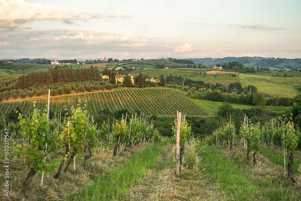 Fototapeta premium A beautiful countryside with vineyards and a house in the distance