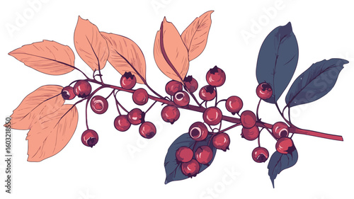 Fresh Bilberry Cluster with Leaf on Branch for Healthy Eating Concept