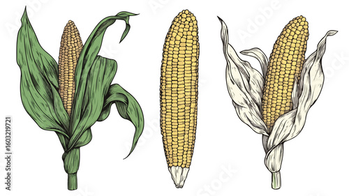 Fresh Sweet Corn Cob Surrounded by Green Leaves on White Background
