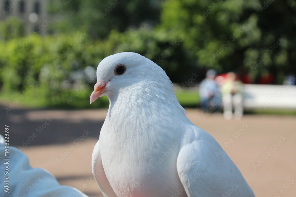 Obraz premium White Dove Portrait Close-Up on Green Background