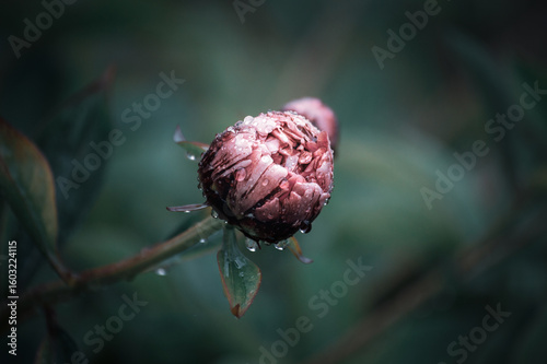 peony in the rain