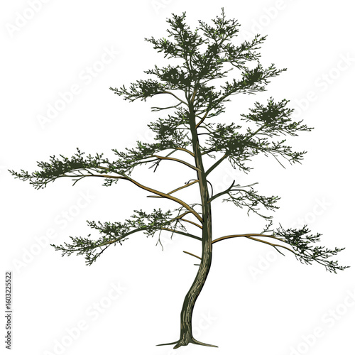 A solitary pine tree with green needles and brown branches