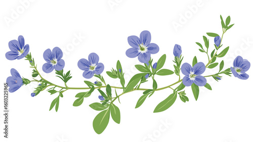 Vibrant Wild Herbal Flower - Veronica Chamaedrys Blooming in Bird's Eye View