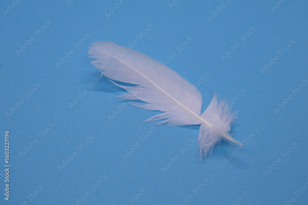 Obraz premium White feather on a blue background