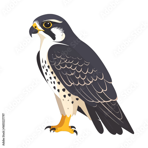 Detailed Illustration Of A Falcon