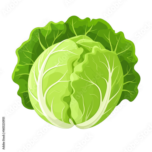 Fresh Green Cabbage Illustration