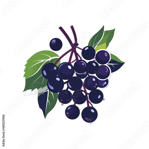 Dark Purple Elderberry Cluster Illustration