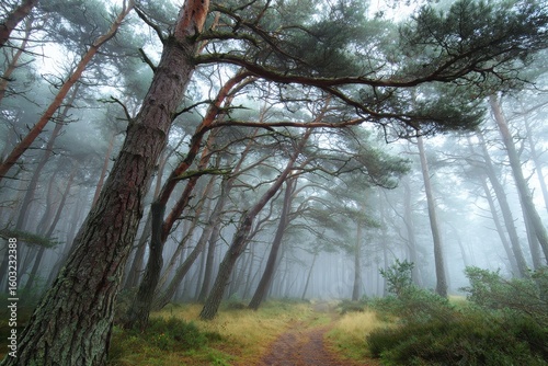 Enchanted pine woods Curonian Spit