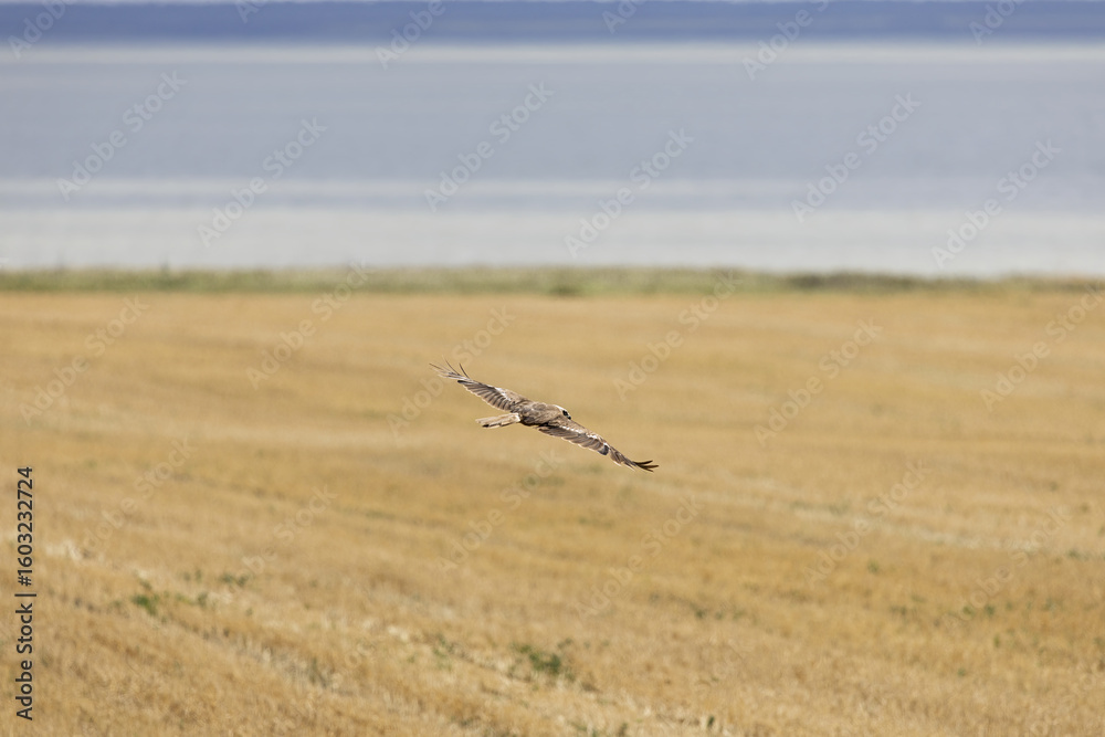 Falcon in the wild. Bird hunter in its natural habitat Falcon in the wild. Bird hunter in its natural habitat
