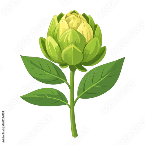 Colorful Artichoke Illustration On White Background