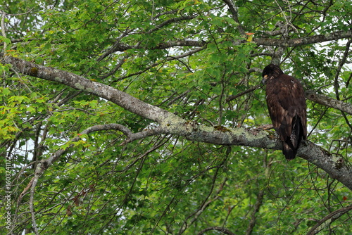 Juvenile bald eagle perched in a pine tree overlooking a lake
