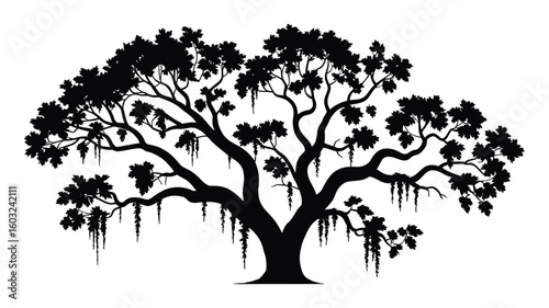 Live oak tree branches with hanging spanish moss vector illustration


