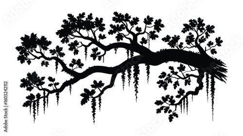 Spanish moss draping from live oak tree branches plant illustration on white background
