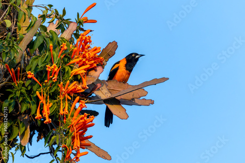 Fotografie Campo troupial - Icterus jamacaii