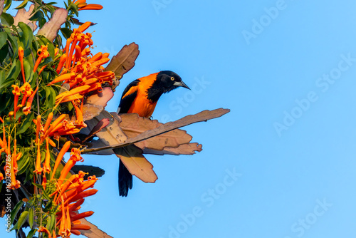 Campo troupial - Icterus jamacaii 